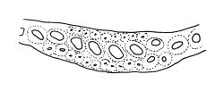 Dicranoloma robustum “setosum” growth form, lower costa cross-section. Drawn from A.J. Fife 5516, CHR 461698, and A.J. Fife 8288, CHR 459394.
 Image: R.C. Wagstaff © Landcare Research 2018 